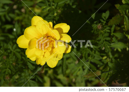 Marigold Marigold 57570087