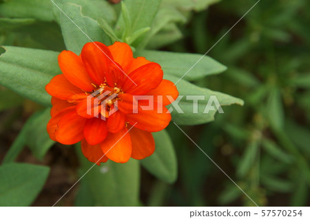 萬壽菊 萬壽菊 57570254