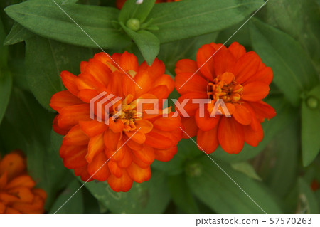 Marigold  57570263