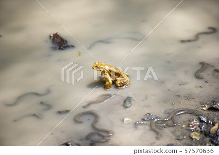 Azuma toad Azuma toad 57570636