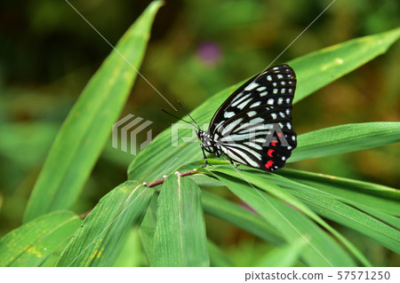  紅臉紅龜 57571250