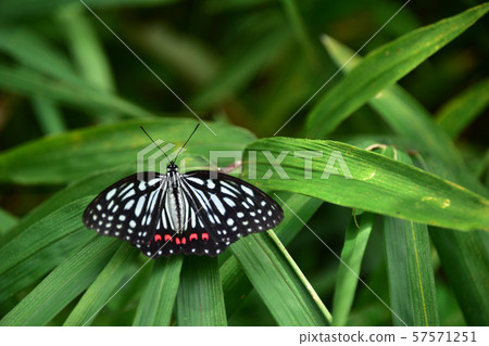  紅臉紅龜 57571251