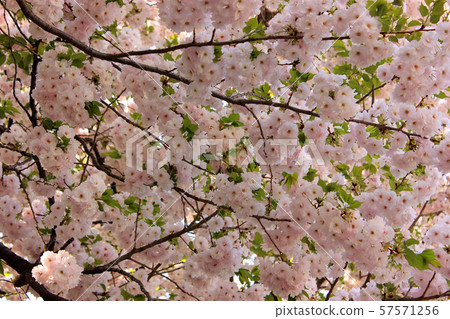 淡粉色Yaezakura（1） 57571256