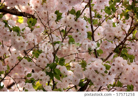 淡粉色的Yaekura（3） 57571258