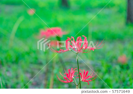 Higambuna Higambuna 57571649