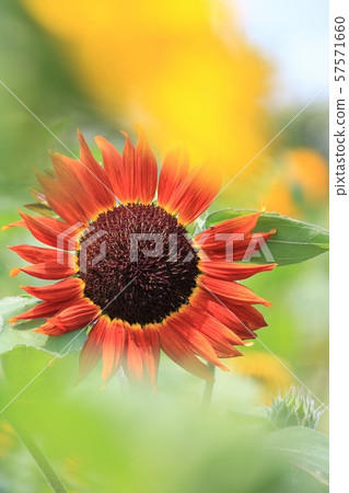 向日葵（紅葡萄酒） 57571660