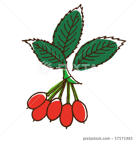 玫瑰果葉和果實 玫瑰果葉和果實 57571985