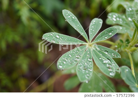 Lupine leaves wet in the rain Lupine leaves wet in the rain 57572396