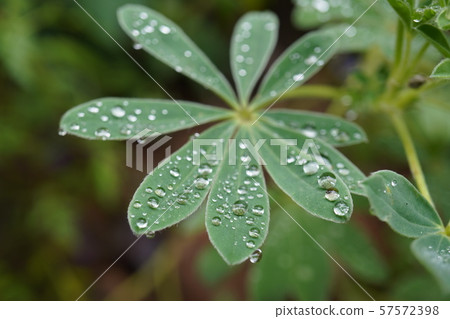 Lupine leaves with hanging rain drops Lupine leaves with hanging rain drops 57572398
