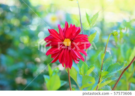 大麗花花 57573606