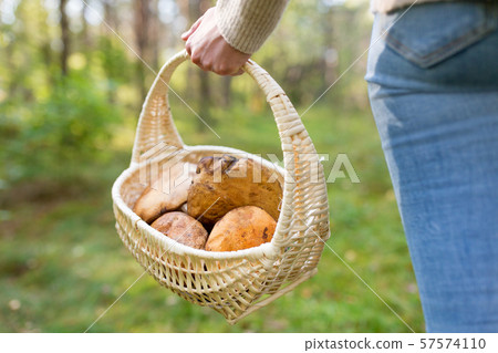 close up of woman picking mushrooms in forest 57574110