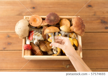 hand holding boletus over box of edible mushrooms hand holding boletus over box of edible mushrooms 57574693