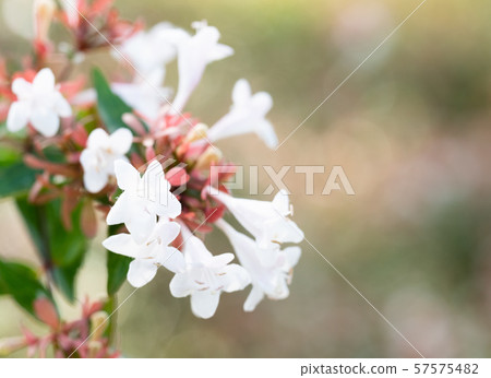 Flower green 57575482