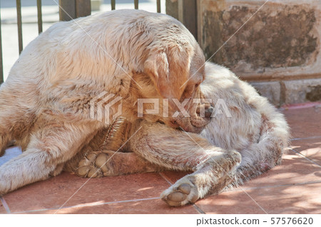 Dog biting his fur Dog biting his fur 57576620