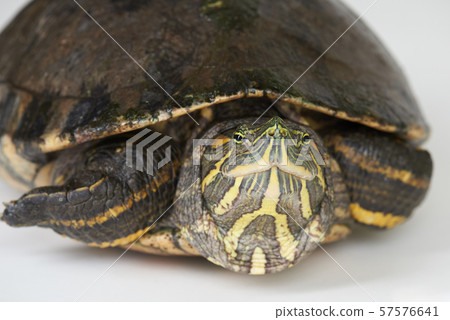 Cute turtle look in camera 57576641