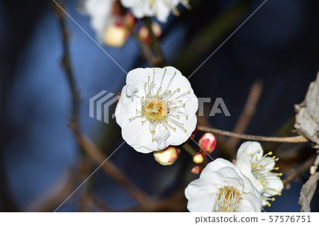多朵梅花特寫鏡頭照片在一棵梅樹的樹梢的 57576751