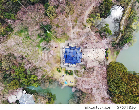 Aerial view of the cherry blossom festival Aerial view of the cherry blossom festival 57577830