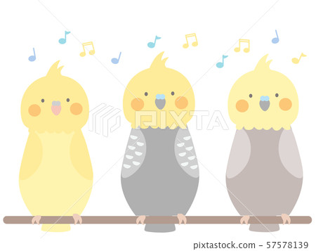 Fun cockatiels 57578139