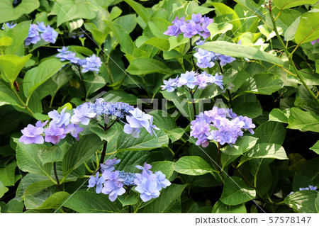 Gaku Hydrangea in Odawara Castle bathed in early summer sunlight (3) Gaku Hydrangea in Odawara Castle bathed in early summer sunlight (3) 57578147