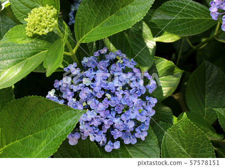 Odawara Castle Hydrangea in full bloom (6) Odawara Castle Hydrangea in full bloom (6) 57578151