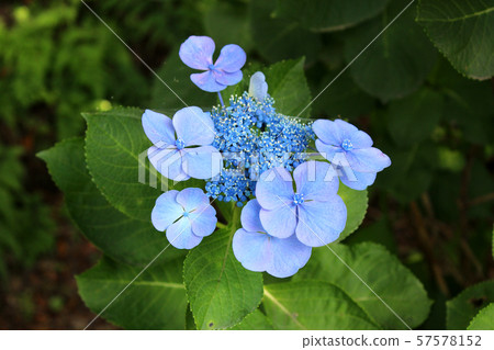 Gaku Hydrangea in Odawara Castle in full bloom (1) Gaku Hydrangea in Odawara Castle in full bloom (1) 57578152