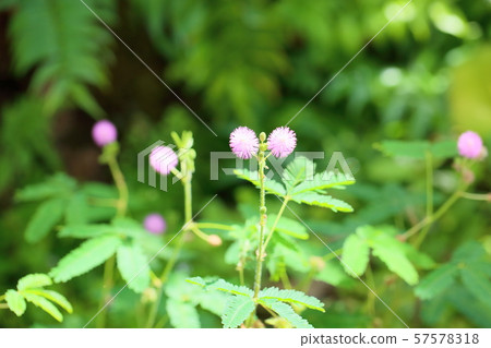 Ojigisaw flowers Ojigisaw flowers 57578318