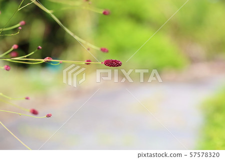 咬一口的花 57578320