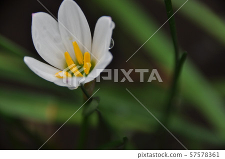 Flower of Thamas Dare Flower of Thamas Dare 57578361