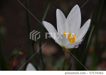 Flower of Thamas Dare 57578362
