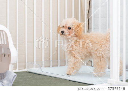 toy poodle  57578546