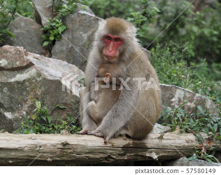 Parent-child monkey Parent-child monkey 57580149