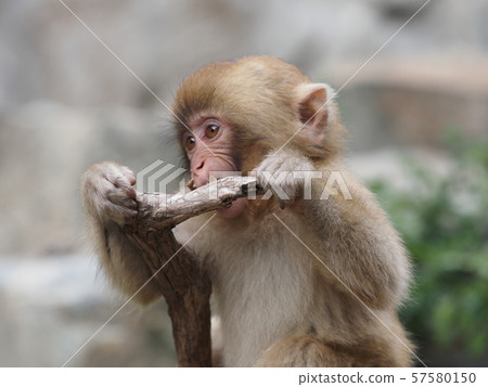 Eating child monkey Eating child monkey 57580150