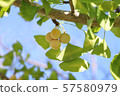 Ichino fruit 1 57580979