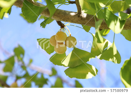 Ichino fruit 1 Ichino fruit 1 57580979