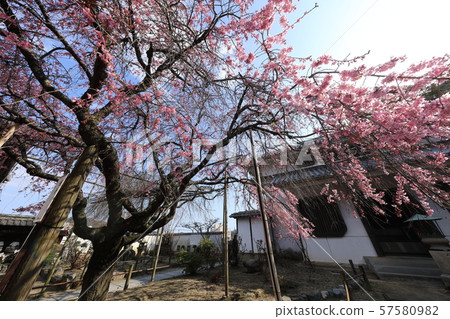 尾道市,廣島縣Tenneiji垂枝櫻花 尾道市,廣島縣Tenneiji垂枝櫻花 57580982