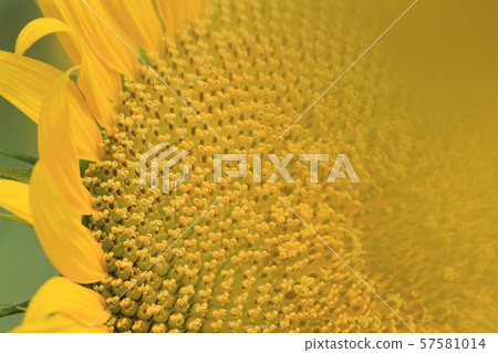 Sunflower up Sunflower up 57581014