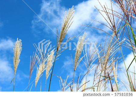 Susuki-Early Autumn- 57581036