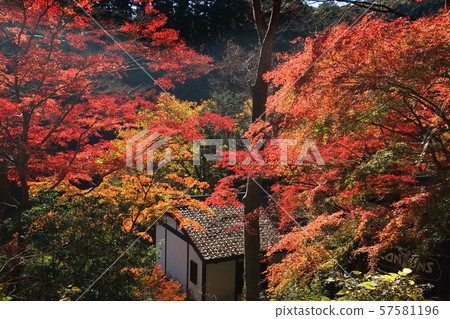 Autumn leaves of Ontake Valley 57581196