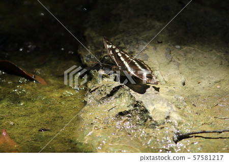 Yae Ya Michimonji 57581217