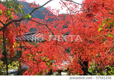 Autumn leaves of Ontake Valley 57581358
