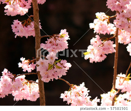 Spring sunlight and weeping cherry trees along the Myoshoji River (2) 57581501