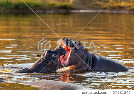 fighting young male hippopotamus Hippopotamus 57581845