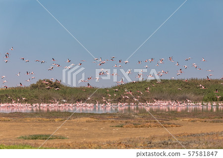 Rosy Flamingo colony in Walvis Bay Namibia Rosy Flamingo colony in Walvis Bay Namibia 57581847