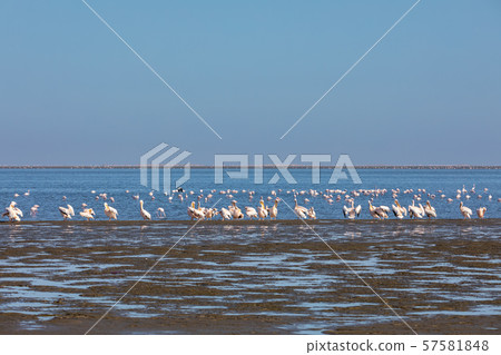 Rosy Flamingo colony in Walvis Bay Namibia Rosy Flamingo colony in Walvis Bay Namibia 57581848