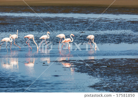 Rosy Flamingo colony in Walvis Bay Namibia Rosy Flamingo colony in Walvis Bay Namibia 57581850
