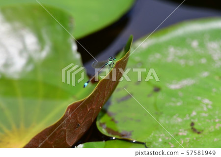 豆娘荷花池塘 57581949