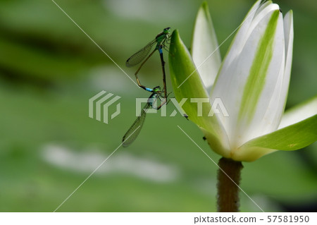 豆娘荷花池塘 57581950