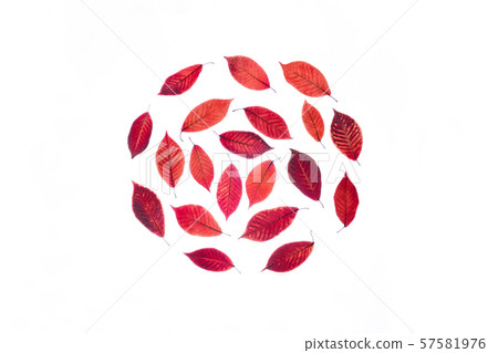 Transparent red leaves on isolated white background. Transparent red leaves on isolated white background. 57581976