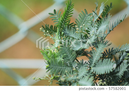 Mimosa buds 57582001
