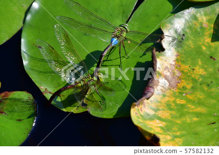 Ginyanma睡蓮池塘 Ginyanma睡蓮池塘 57582132